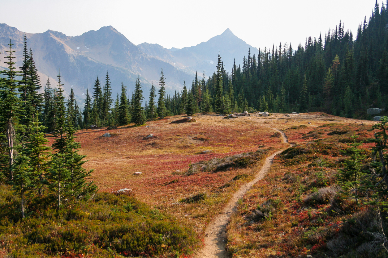 A meadow along the Pacific Crest Trail